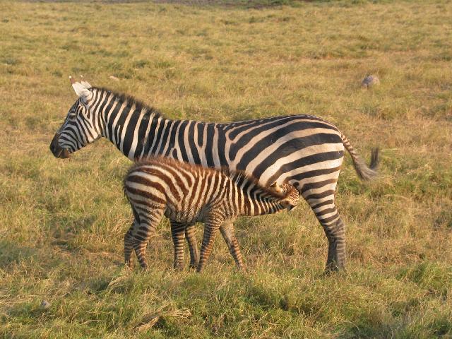 Zebra mother with baby