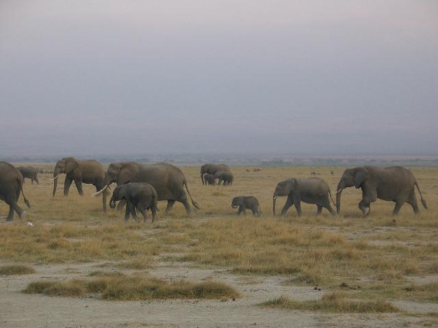 A herd of over 60 elephants