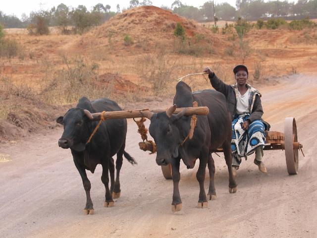 A woman driving a ox cart