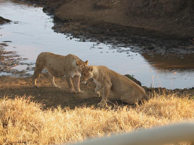Lioness conference
