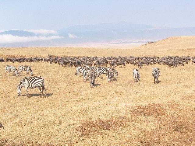 Zebras and Wildebeasts