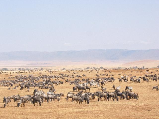 More zebras and wildebeasts