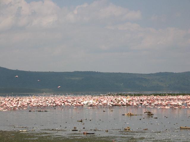 Mostly flamingoes with a few pelicans