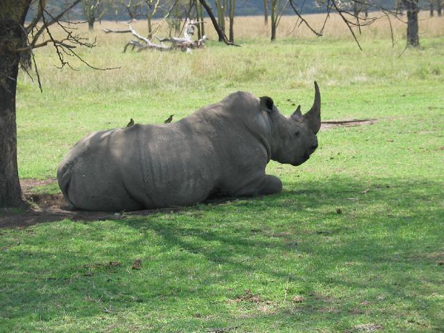 Rhino with tick birds