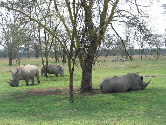 More rhinos